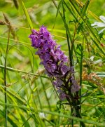 Wild-Orchid-2.jpg