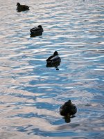 Image 14-04-2017 at 22.41_Adj Ducks row.jpg