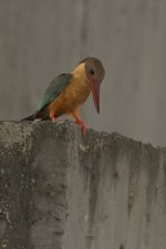 _PWJ5121 Stork-billed Kingfisher.jpg _PWJ5121 Stork-billed Kingfisher.jpg