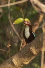 _PWJ4792 White-throated Kingfisher.jpg