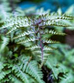 Week 25 - Snappiness 6.JPG