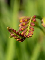 Week 25 - Snappiness 7.JPG