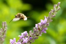 Bee in Flight.jpg