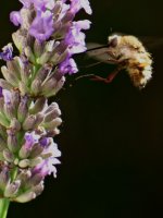 Bee Lavender Close.jpg