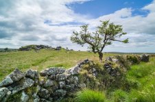 010 Combshead Tor Lone Tree 01-1002764 PS Adj Upload.jpg 010 Combshead Tor Lone Tree 01-1002764 PS Adj Upload.jpg