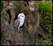 Week 23 - Bark-1.jpg