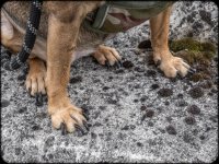 Week 26 - canine transport actuation assitors.JPG Week 26 - canine transport actuation assitors.JPG