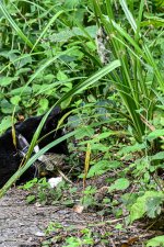 DSC_7436 copy2 (1).jpg