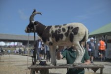 _7810040.jpg _7810040.jpg