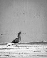 Week 28 - Portraits 1.JPG Week 28 - Portraits 1.JPG