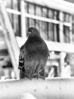 Week 28 - Portraits 4.JPG