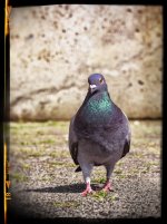 Week 28 - Portraits 2.JPG