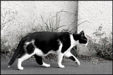 Cat in Hartopp Road Exmouth GM5 P1240213.JPG