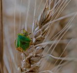 Week 29 - Vibrant-1.jpg