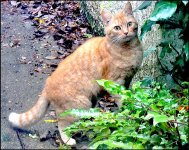 Ginger cat on garen path FZ82 P1010659.jpg