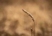 DPOY challenge - month 7 - Rural (1500)-1.jpg