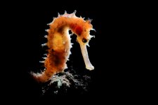 backlit-seahorse-TP.jpg backlit-seahorse-TP.jpg