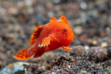 Jumping-frogfish-TP.jpg