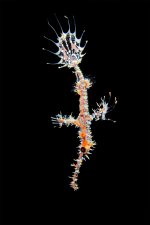 Ornate-ghost-pipefish-TP.jpg Ornate-ghost-pipefish-TP.jpg