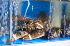 week  25 Snappers choice.jpg