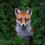 SFP_0131.jpg SFP_0131.jpg