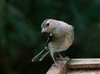 SFP_0246.jpg SFP_0246.jpg