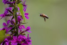 SFP_2965.jpg SFP_2965.jpg