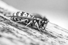 Wasp9.jpg