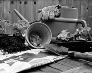 1505EVB3BW35_Adj Green fingers.jpg