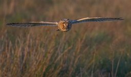 8-8-25  my leo 25.jpg