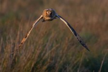 8-8-25  my leo 18.jpg