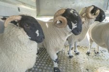 _7810711.jpg _7810711.jpg