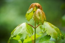 week 16 - After the rain.jpg