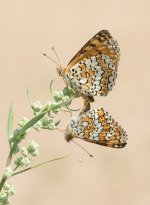 glanville-frits-sml.jpg glanville-frits-sml.jpg