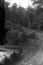 Ash Trees.jpg Ash Trees.jpg