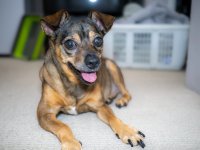 Week 32 - Pets 2.JPG Week 32 - Pets 2.JPG