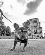 Week 32 - Pets 3.JPG Week 32 - Pets 3.JPG