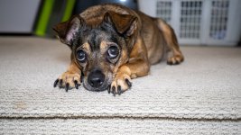 Week 32 - Pets.JPG Week 32 - Pets.JPG