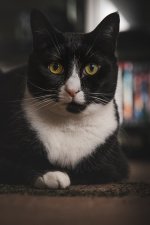 Week 32 - Pets-1.jpg