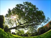 Fisheye leaning tree Glasshouse Lane E-PL5 P7200003.JPG Fisheye leaning tree Glasshouse Lane E-PL5 P7200003.JPG