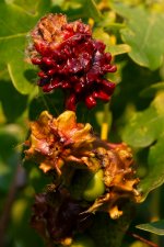 Evening wild flowers-6.jpg