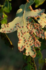 Evening wild flowers-9.jpg