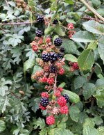 Blackberries.jpg