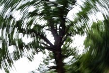Movement in Trees.jpg
