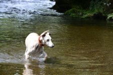 week 32 pets - The fish hunter.jpg