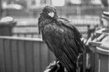 Harris Hawk in Rain.jpg Harris Hawk in Rain.jpg