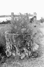 tree stump.jpg