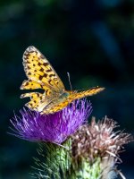 Week 34 - Insects 1.JPG Week 34 - Insects 1.JPG