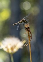 Week 34 - Insects 2.JPG Week 34 - Insects 2.JPG