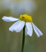 Week 34 - Insects 4.JPG Week 34 - Insects 4.JPG